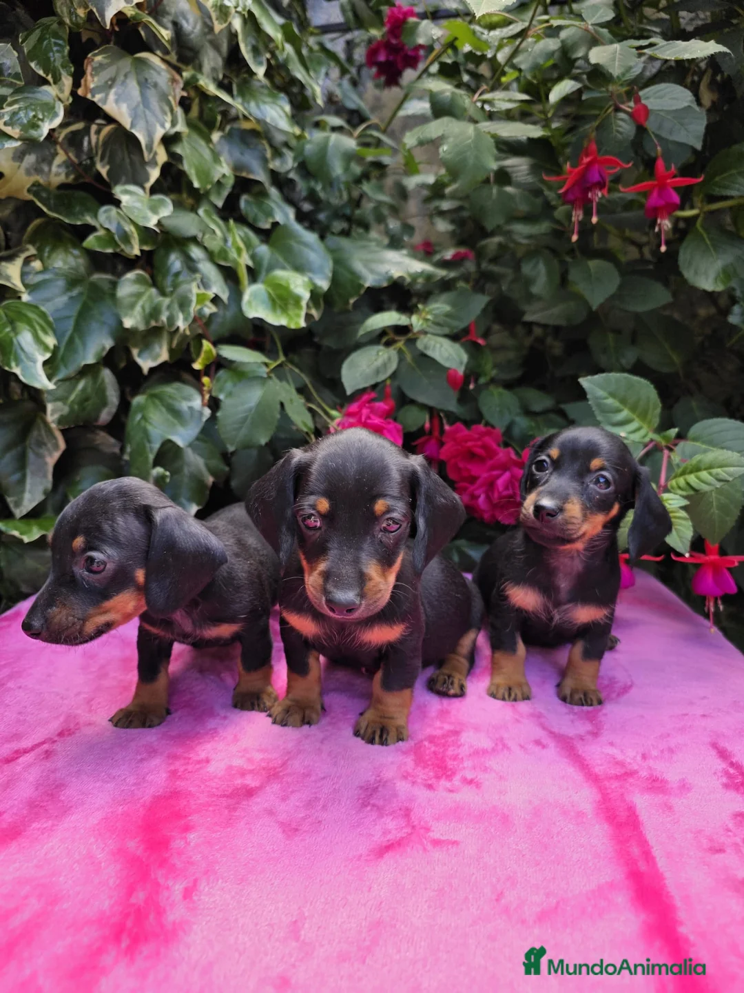 Teckel Miniatura perros en venta: Cachorros Teckel miniatura  en Lugo - Anuncio 2