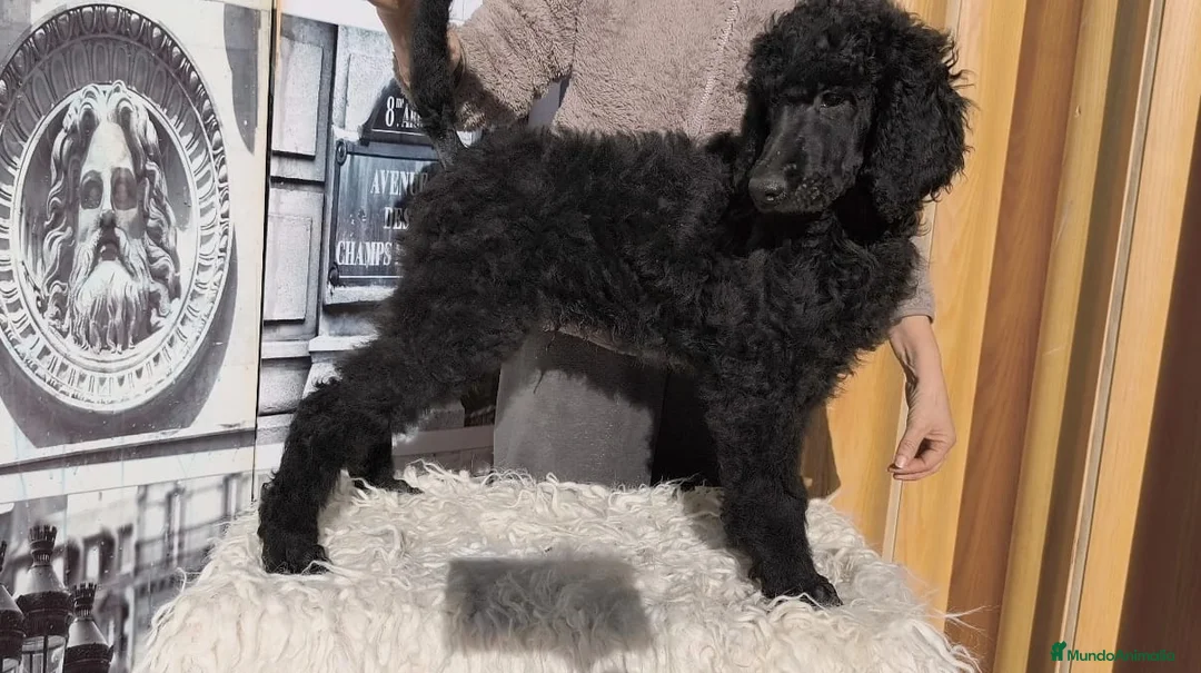 Caniche Gigante perros en venta: Caniche gigante  - Anuncio 2