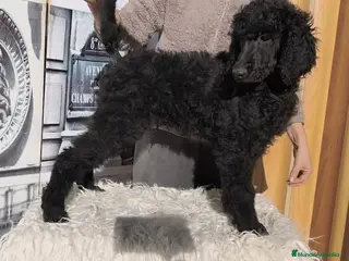 Caniche Gigante perros Caniche gigante - Anuncio 2