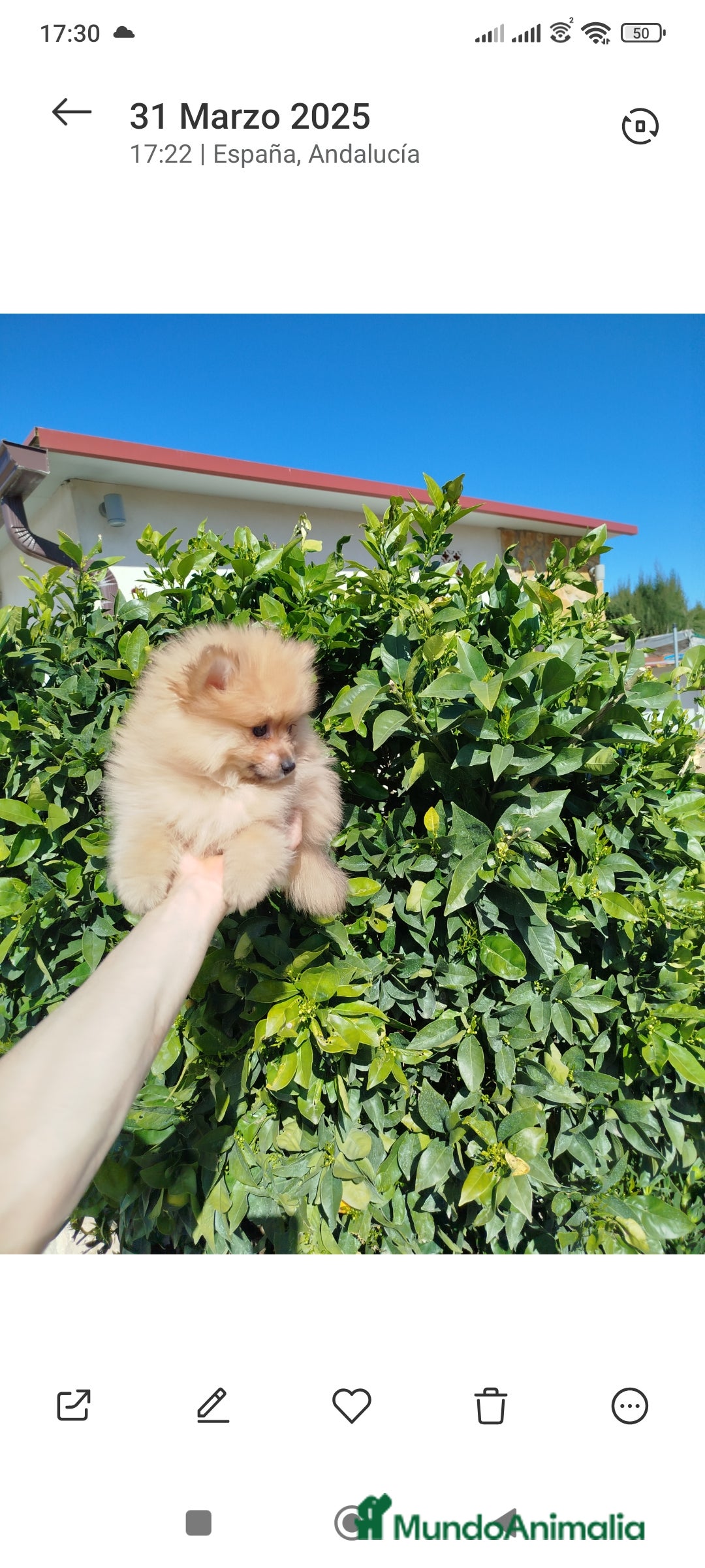 Pomerania perros en venta: Pomerania toy  - Imagen 2
