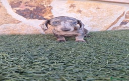 Teckel perros en venta: Teckel Mini - Imagen 2