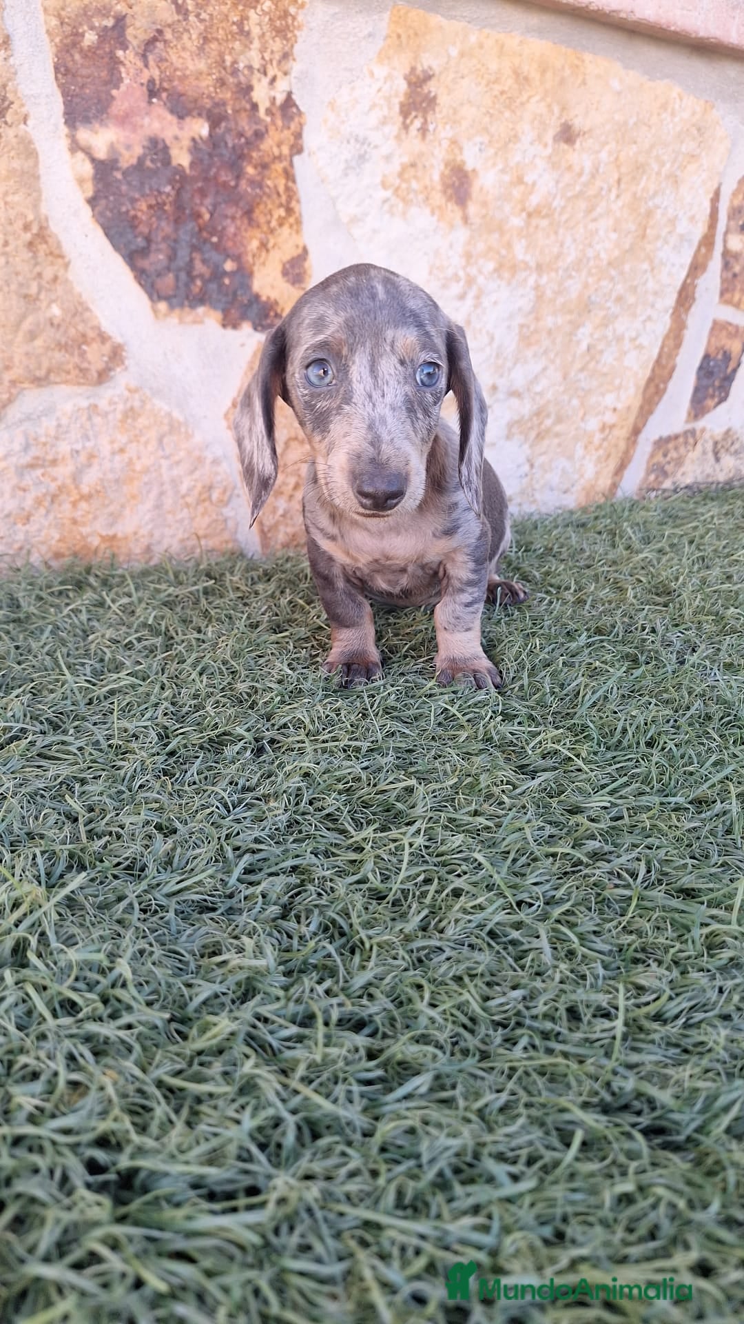 Teckel perros en venta: Teckel Mini - Imagen 2