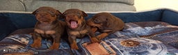 Pinscher Miniatura perros en venta: PINSCHER MINIATURA // MÁLAGA  - Anuncio 2