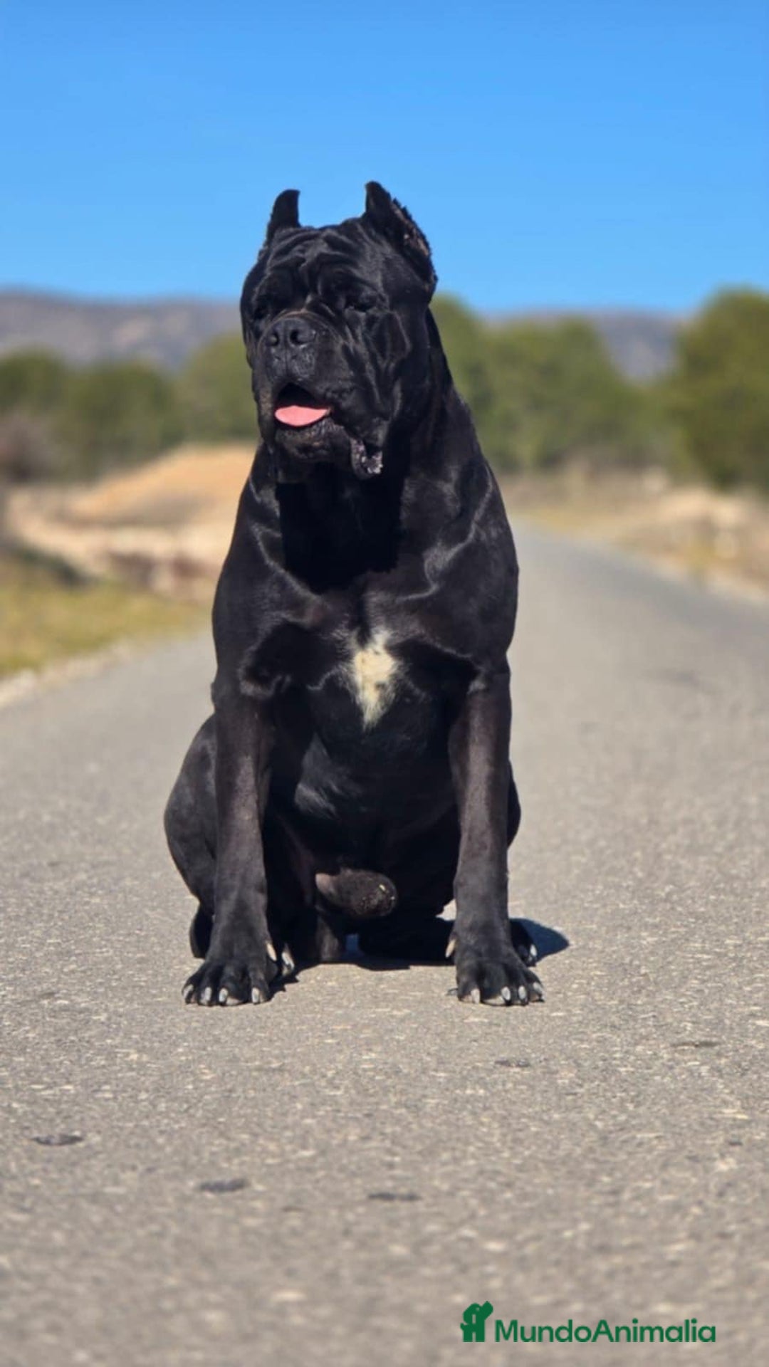 Cane Corso perros en adopcion: Cane Corso para adopción  - Anuncio 6