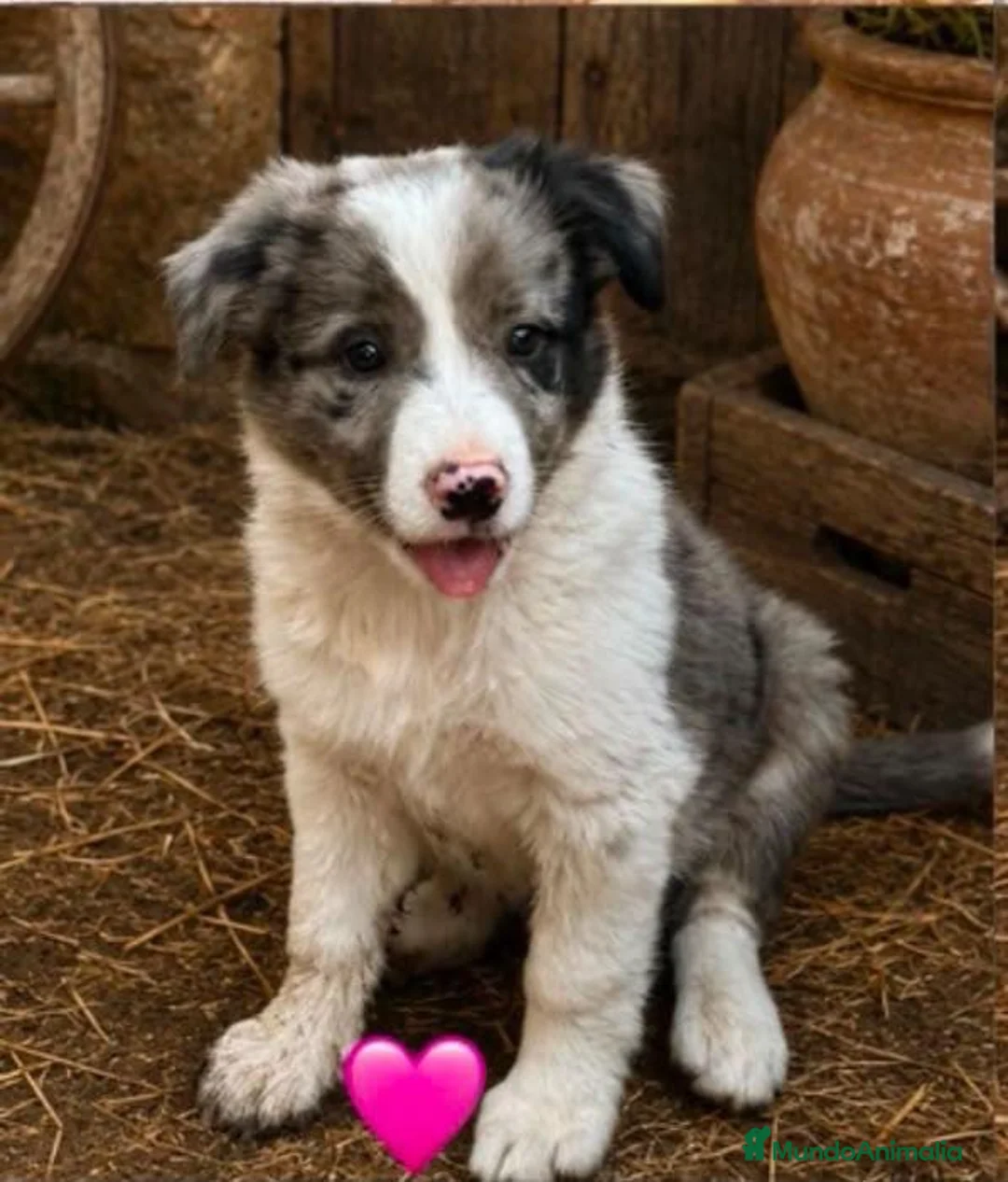 Border Collie perros en venta: Cachorros border collie  - Anuncio 2