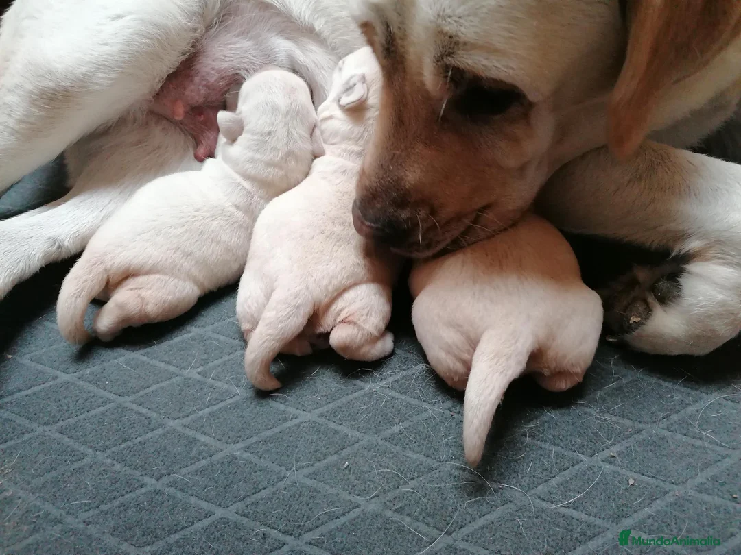 Labrador Retriever perros en venta: Labrador retriever - Anuncio 2
