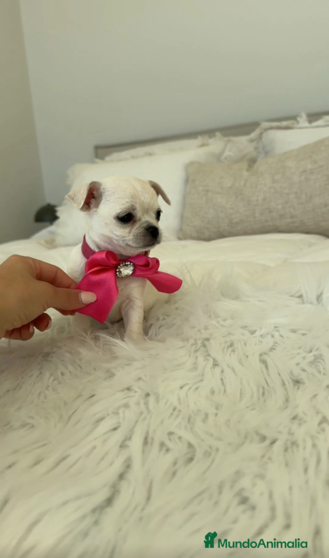 Chihuahua perros en venta: Chihuahua hembra - Anuncio 2