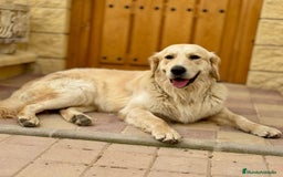 Golden Retriever perros en venta: Golden retrieve  - Imagen 2