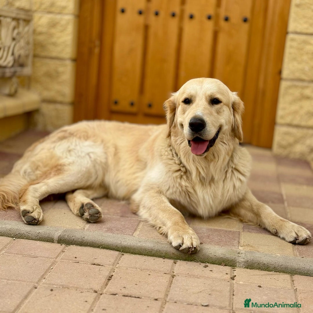 Golden Retriever perros en venta: Golden retrieve  - Imagen 2