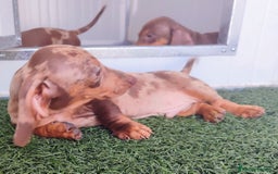Teckel perros en venta: Teckel chocolate y Arlequín  - Imagen 9
