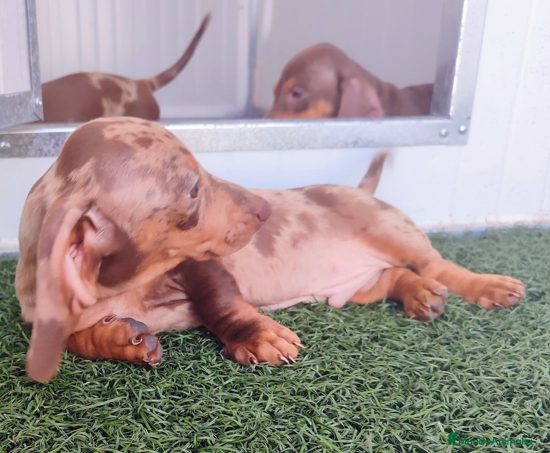 Teckel perros en venta: Teckel chocolate y Arlequín  - Imagen 9