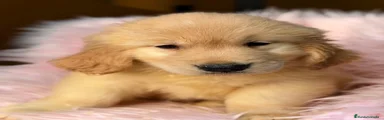 Golden Retriever 1