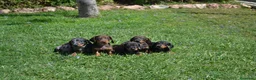 Teckel Miniatura perros en venta: TECKEL MINIATURA - Anuncio 3
