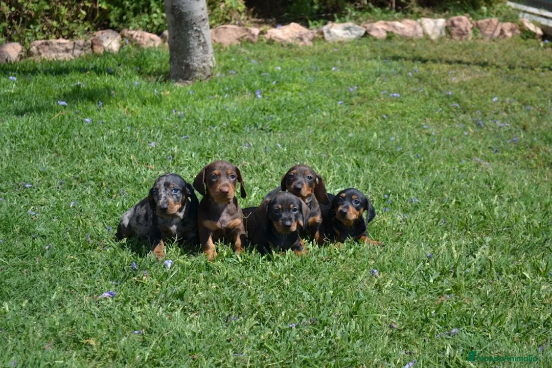 Teckel Miniatura perros en venta: TECKEL MINIATURA - Anuncio 2