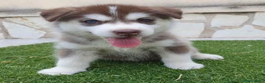Husky Siberiano Cachorro 2