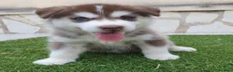 Husky Siberiano perros en venta: Husky rojos y chocolate tricolor - Anuncio 10