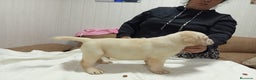 Labrador Retriever perros en venta: Labrador retriever dorado  - Anuncio 7