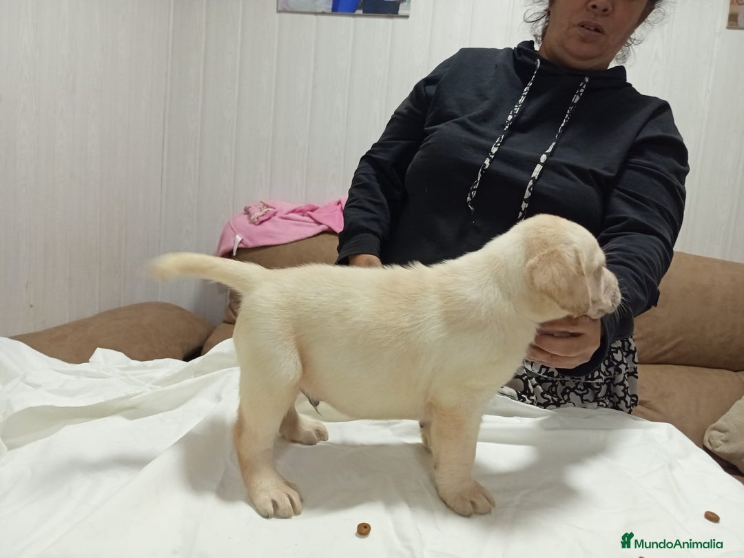 Labrador Retriever perros en venta: Labrador retriever dorado  - Anuncio 7