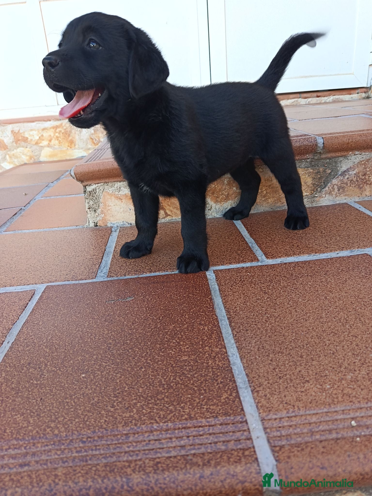 Labrador Retriever perros Cachorro hembra en color negro con pedigree LOE - Anuncio 22