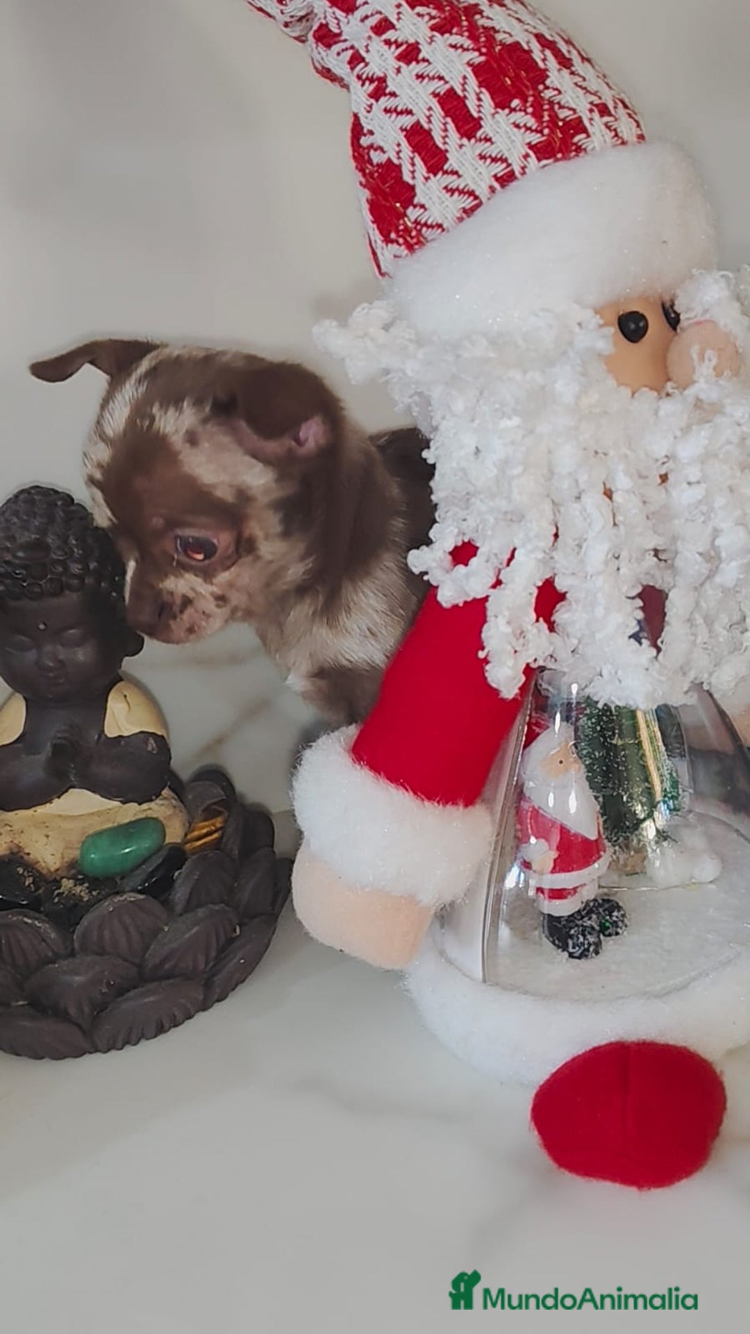 Chihuahua perros en venta: Chihuahua merle linia rusa  - Anuncio 5