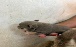 Chihuahua perros en venta: Disponible Chihuhua Toy hembra lilac  - Imagen 2