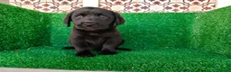 Labrador Retriever perros en venta: labrador retriever - Anuncio 17