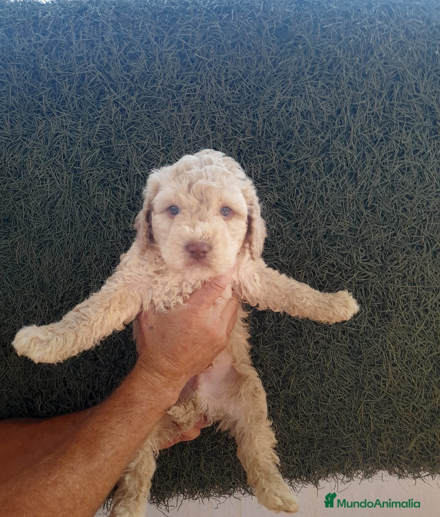 Perro de Agua Español perros Preciosa camada de Perro de Agua Español  - Anuncio 22