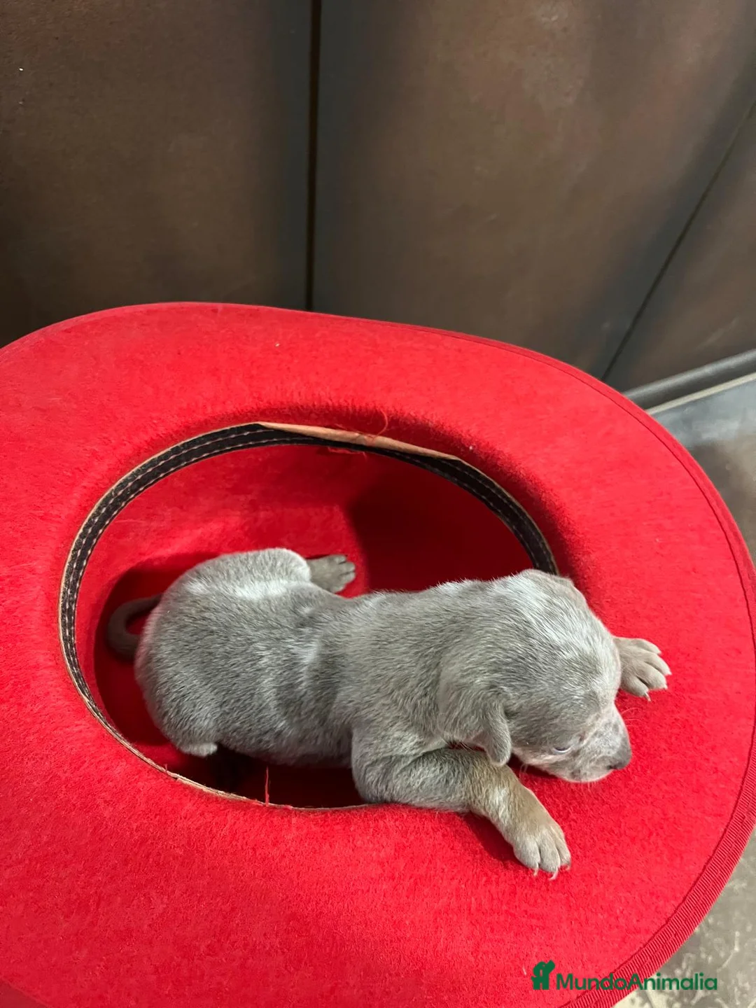 Pinscher Miniatura perros en venta: Mini Pinscher merle isabela hembra - Anuncio 3