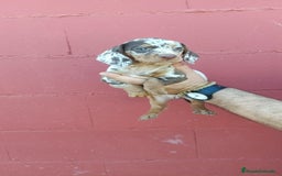 Teckel perros en venta: Hembra de teckel  - Imagen 4