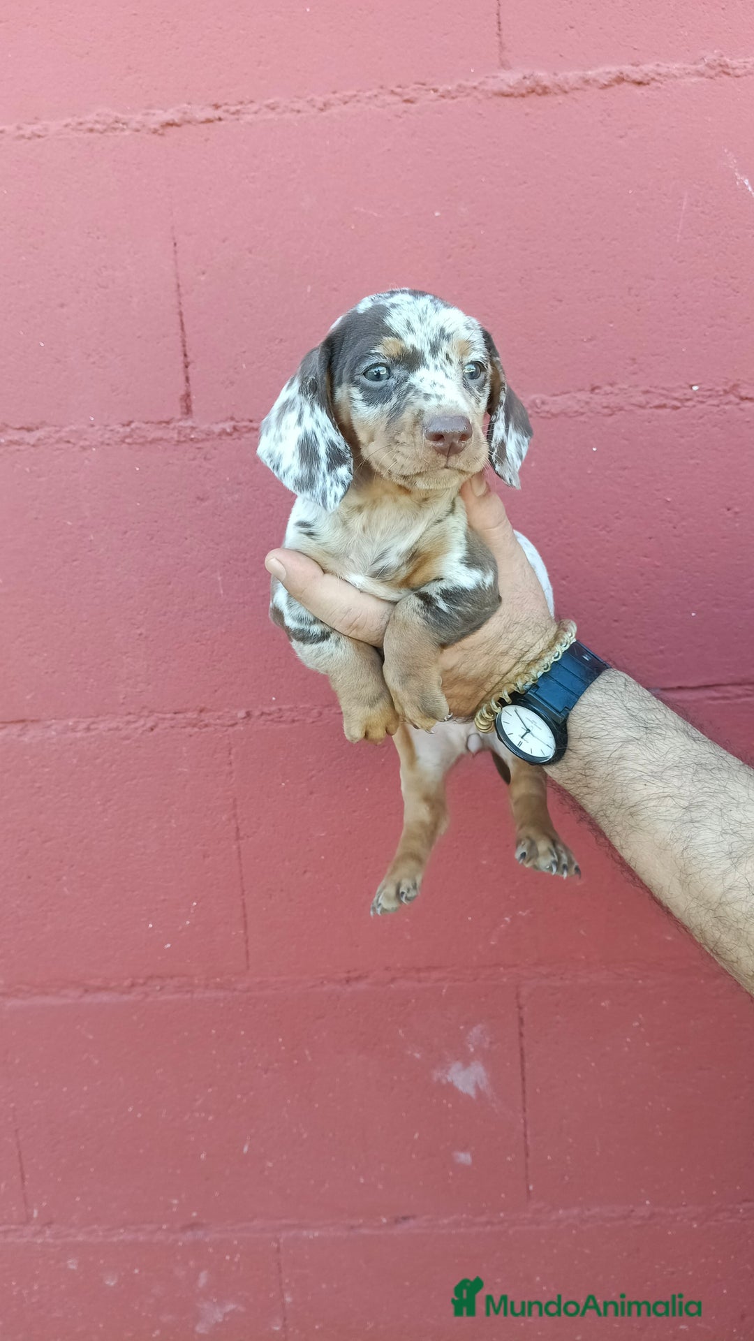 Teckel perros en venta: Hembra de teckel  - Imagen 4