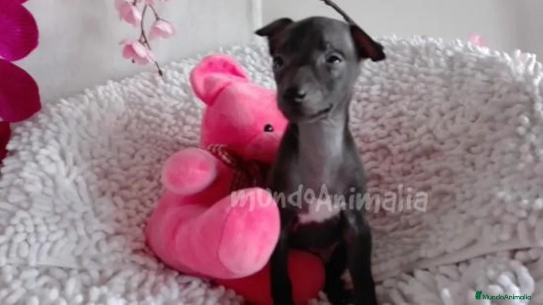 Imagen de galería {{count}}