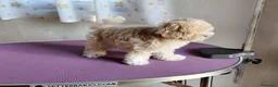 Maltipoo perros en venta: Hembra de maltipoo en Madrid - Anuncio 2