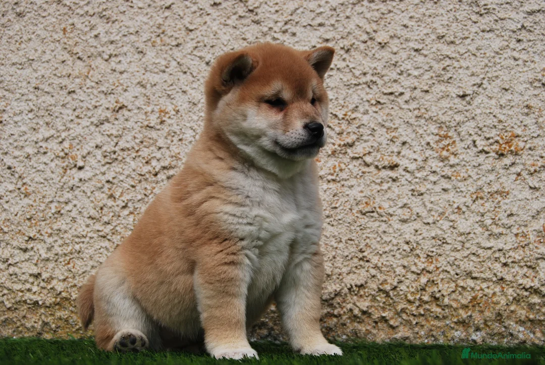Shiba Inu perros en venta: SHIBA INU, CACHORROS DISPONIBLES en Madrid - Anuncio 3