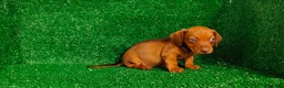 Teckel Miniatura perros en venta: Teckel miniatura - Anuncio 4