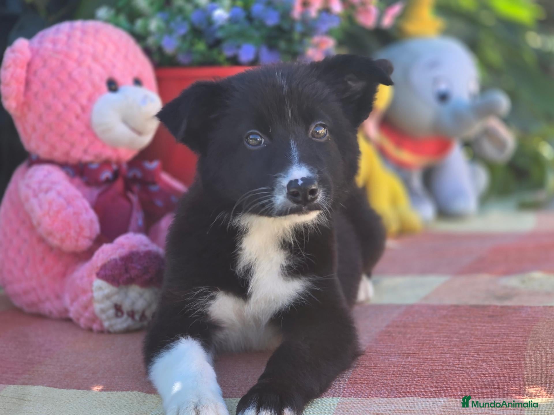 Border Collie perros en venta: Border collie listos para entregar  - Anuncio 12