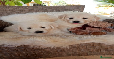 Golden Retriever perros - Anuncio 3