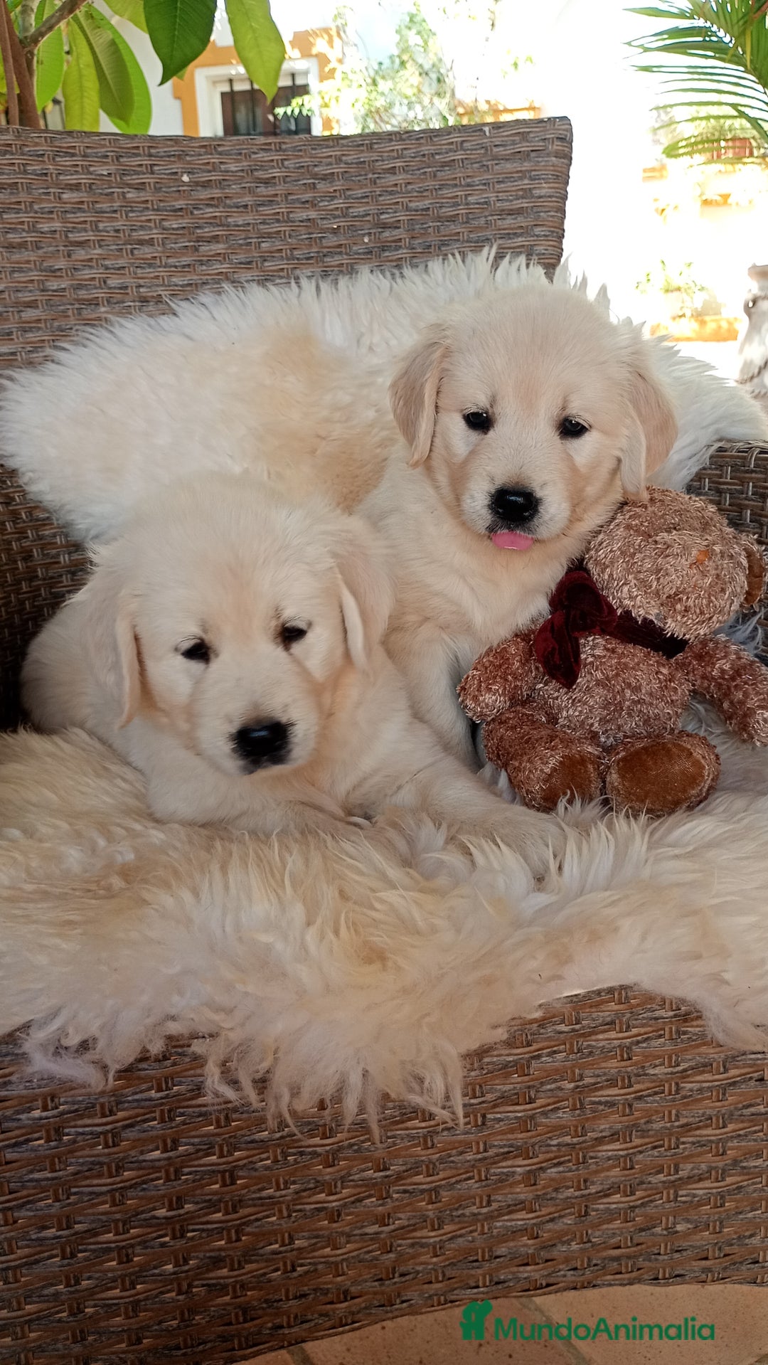 Golden Retriever perros en venta: Camada de Golden Retriever  - Imagen 3