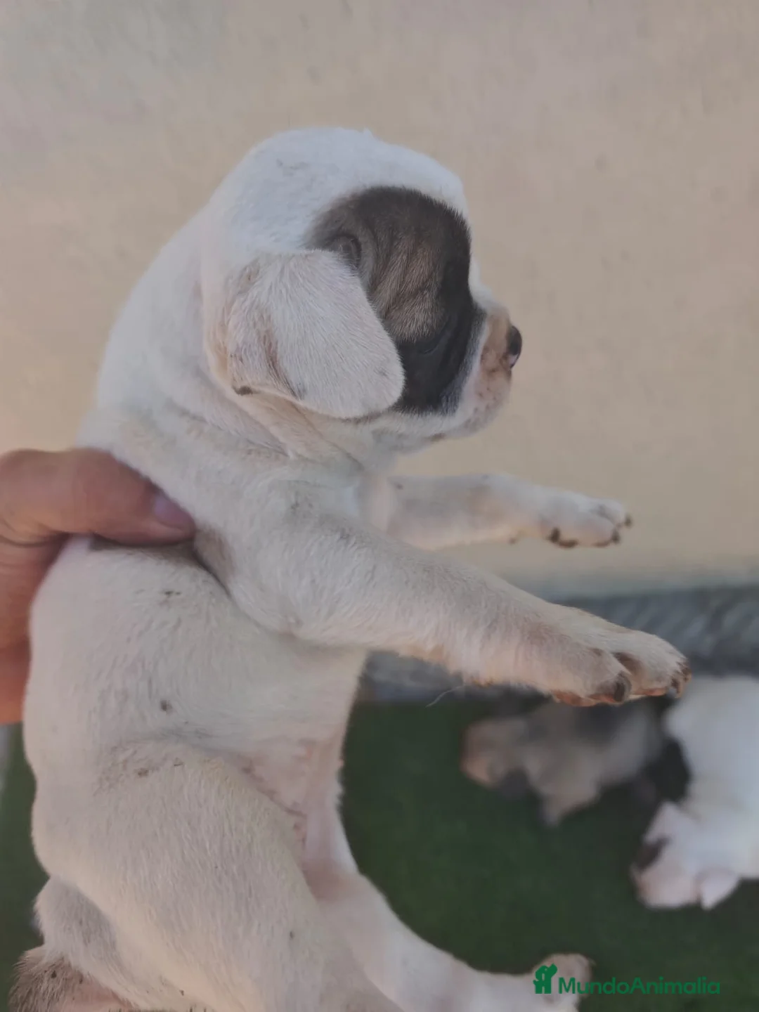 Bulldog Francés perros en venta: Bulldog francés 🐶🐾 en Málaga - Anuncio 2