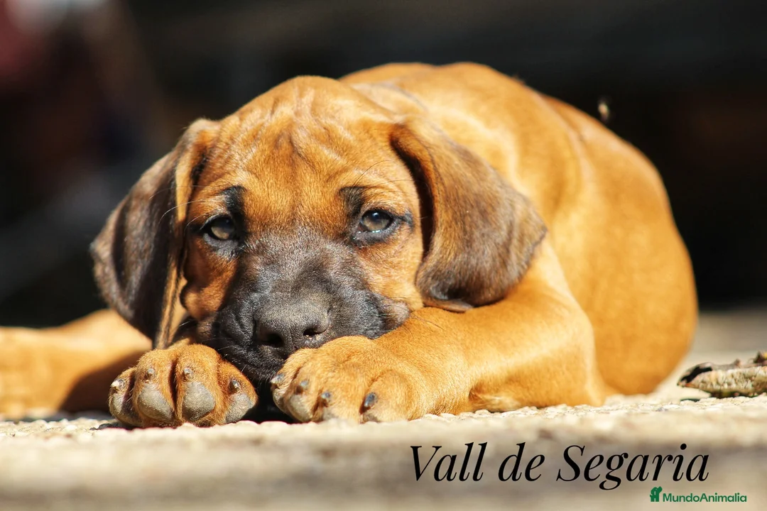 Imagen de galería {{count}}