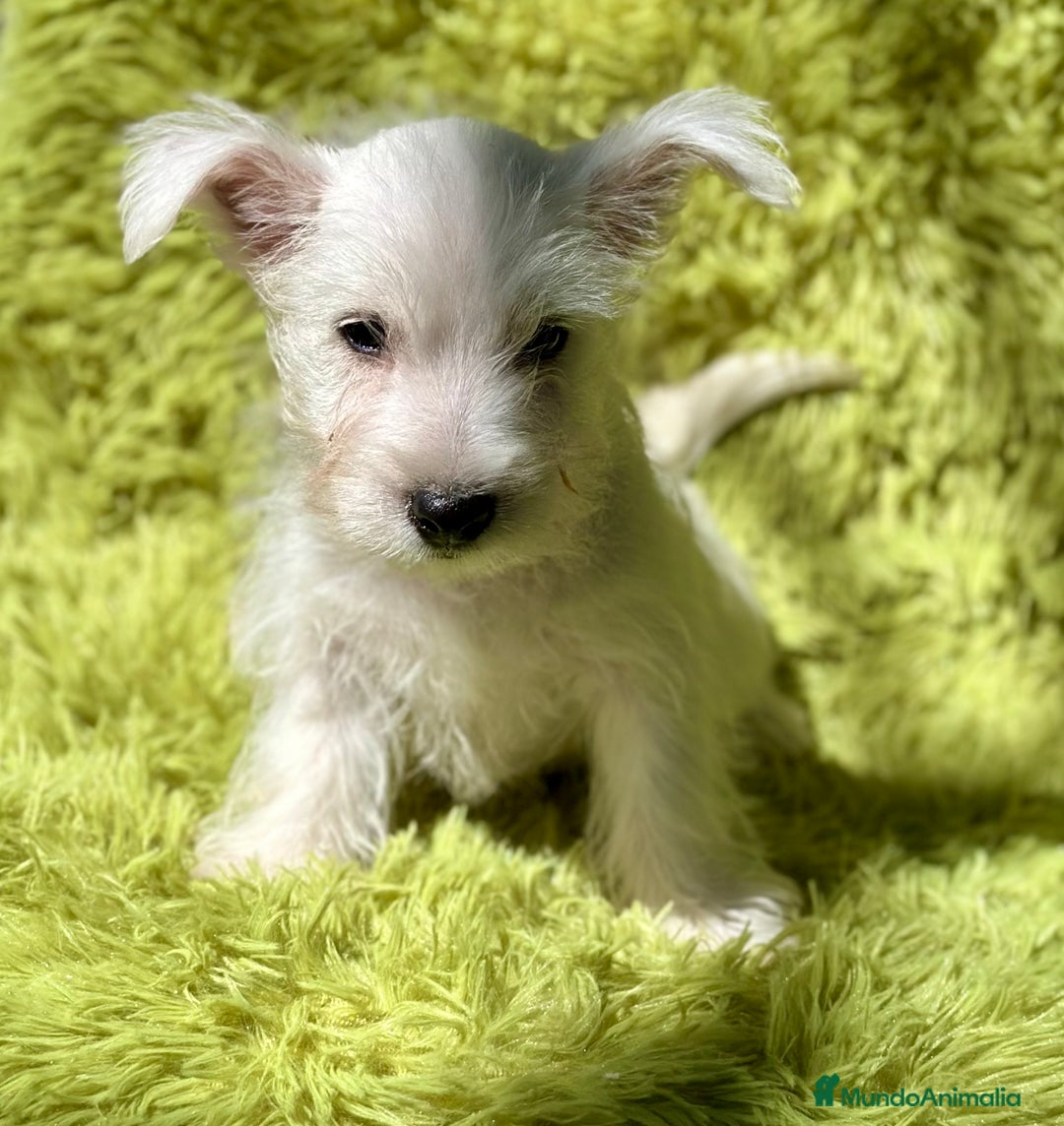 West Highland White Terrier perros en venta: WEST HIGHLAND WHITE TERRIER - Imagen 4