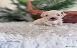 Maltipoo perros en venta: MALTIPOO MACHO - Imagen 7