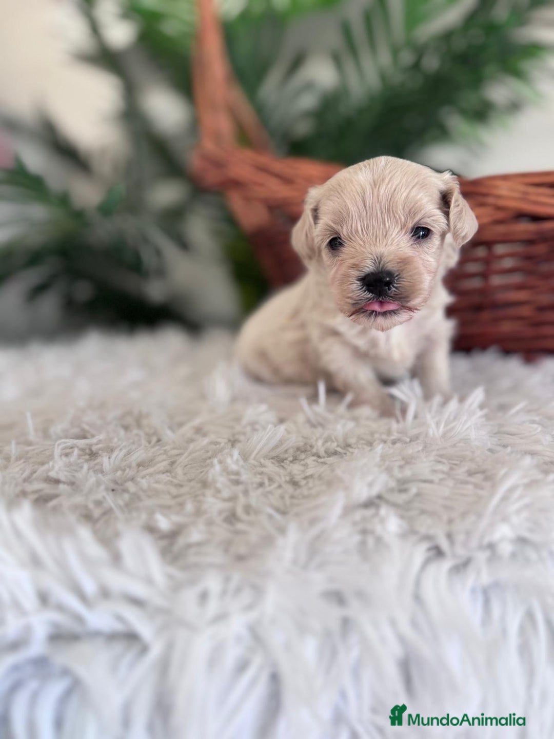 Maltipoo perros en venta: MALTIPOO MACHO - Imagen 7