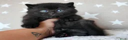 Británico de Pelo Corto gatos en venta: Gatitos British Shorthair negros con pedigree  - Anuncio 2