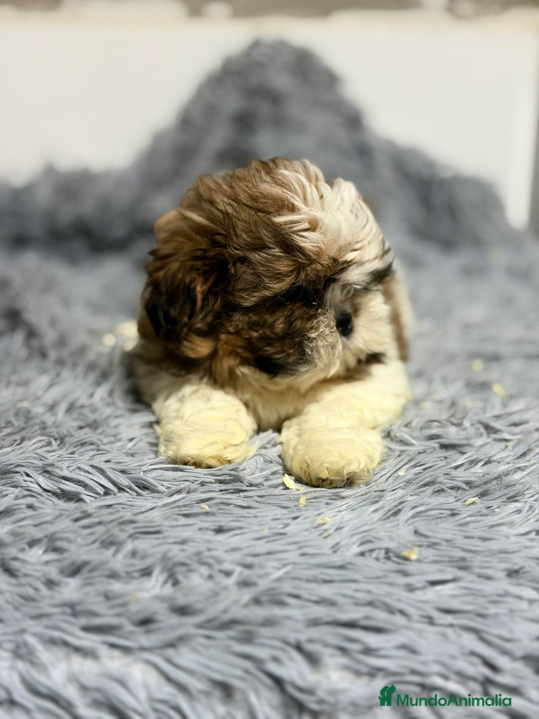 Shih Tzu perros en venta: SHIH TZU TRICOLOR - Anuncio 2