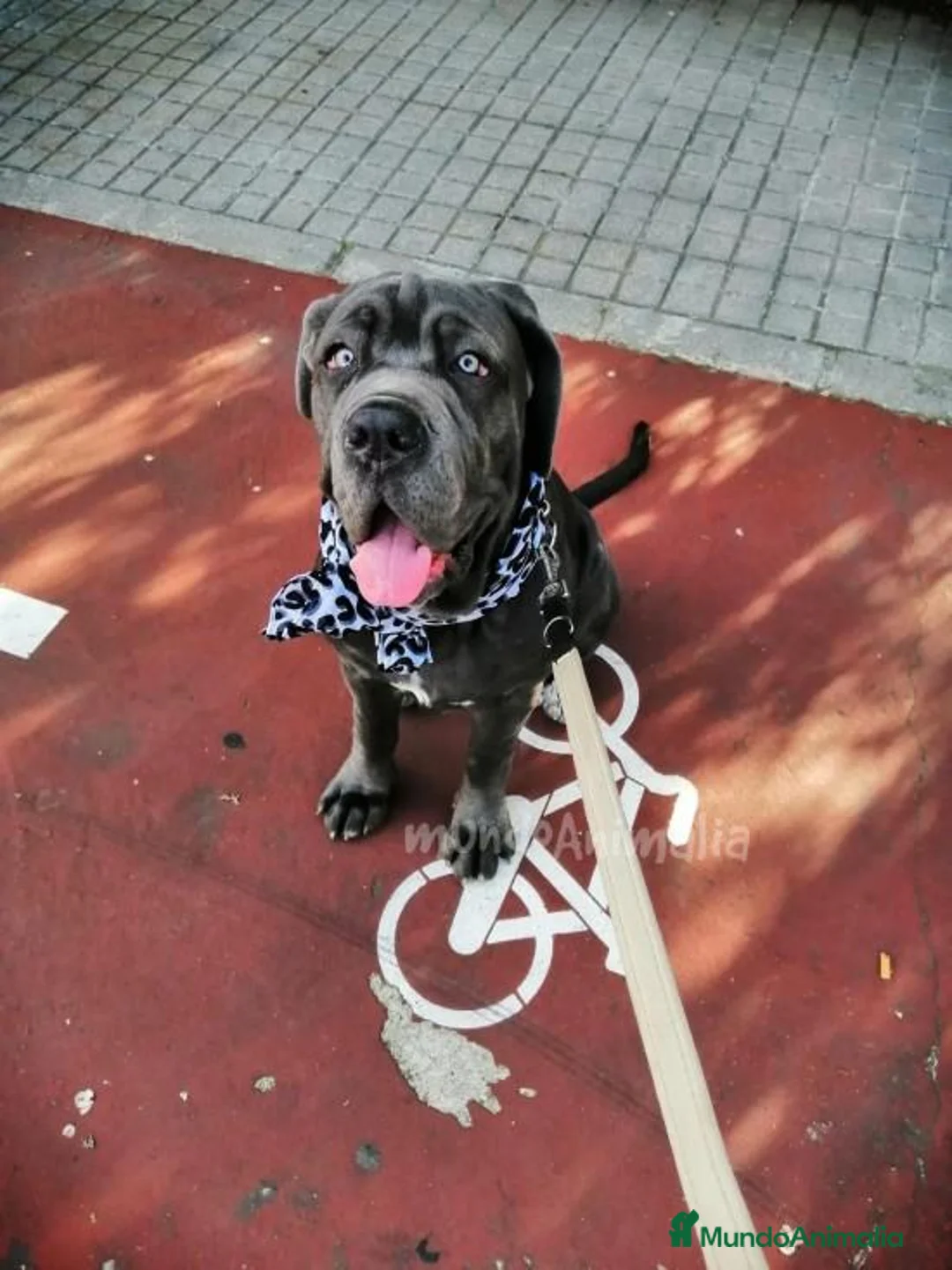 Imagen de galería {{count}}