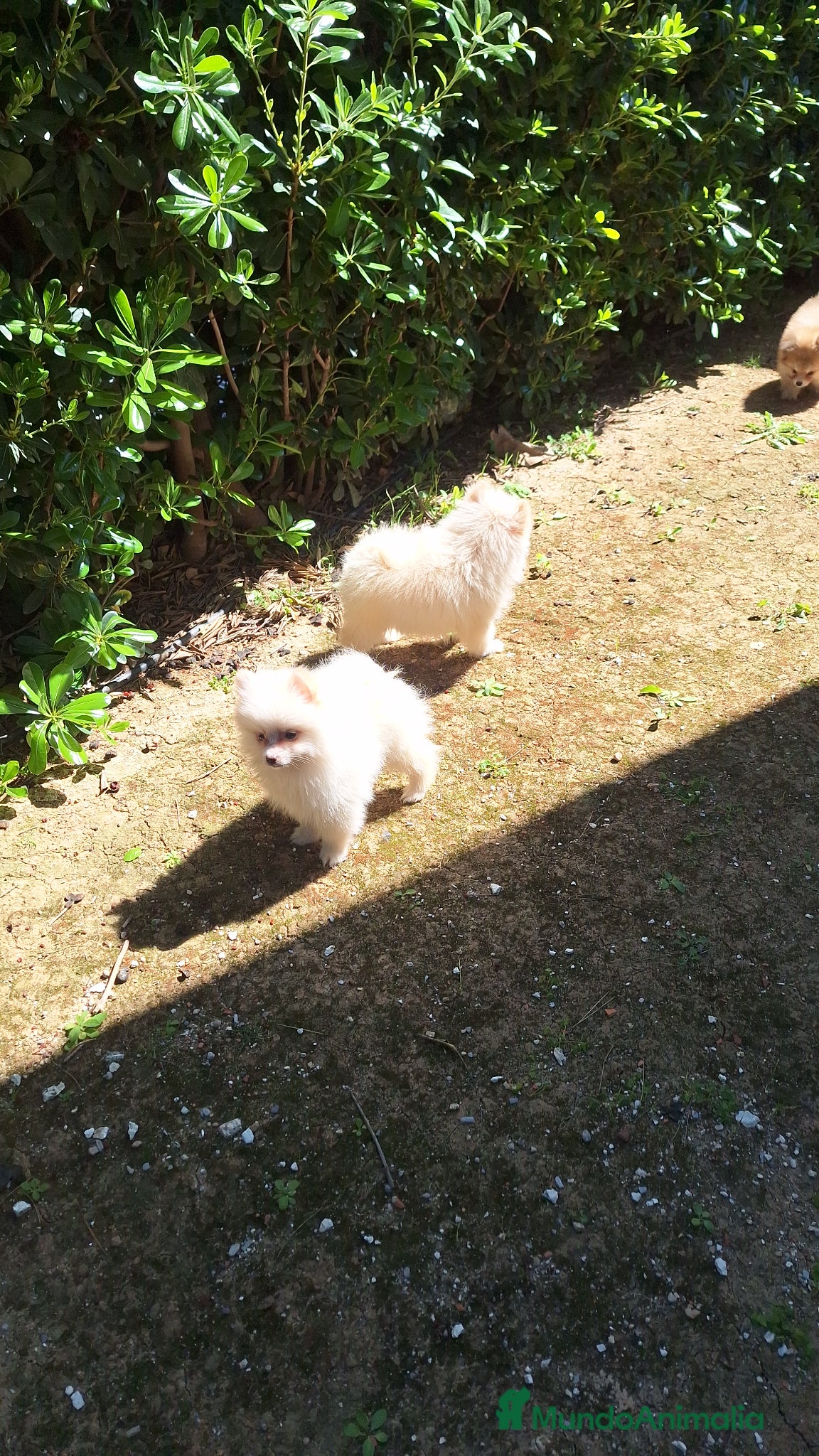 Pomerania perros Pomerania  - Anuncio 6