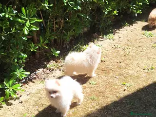 Pomerania perros Pomerania - Anuncio 6