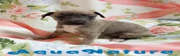 Pequeño Lebrel Italiano perros en venta: Lebrel Italiano Hembra 1833 AQUANATURA - Anuncio 8