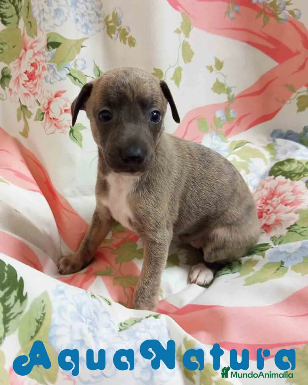 Pequeño Lebrel Italiano perros en venta: Lebrel Italiano Hembra 1833 AQUANATURA - Anuncio 8