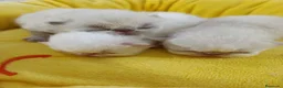 Himalayo gatos en venta: CACHORROS HIMALAYO - Anuncio 2